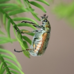 Diphucephala sp. (genus) at QPRC LGA - suppressed