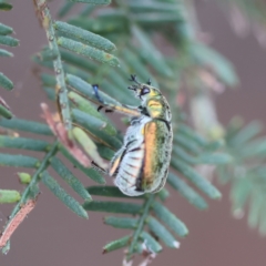 Diphucephala sp. (genus) at QPRC LGA - suppressed