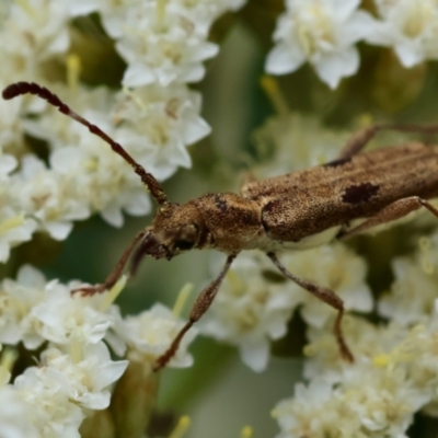 Pempsamacra tillides (Longhorn or longicorn beetle) at QPRC LGA - 19 Dec 2023 by LisaH