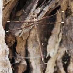 Telephlebia godeffroyi (Eastern Evening Darner) at QPRC LGA by LisaH