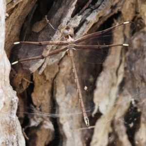 Telephlebia godeffroyi at QPRC LGA - suppressed