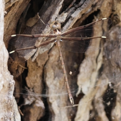 Telephlebia brevicauda (Southern Evening Darner) at QPRC LGA - 19 Dec 2023 by LisaH