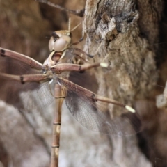 Telephlebia brevicauda at QPRC LGA - 19 Dec 2023