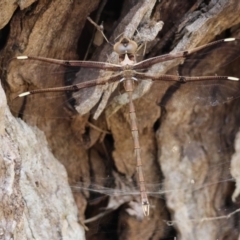 Telephlebia brevicauda at QPRC LGA - 19 Dec 2023