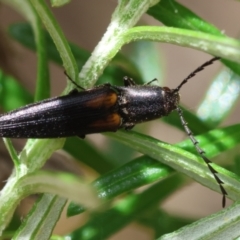 Elateridae sp. (family) (Unidentified click beetle) at Mongarlowe, NSW - 19 Dec 2023 by LisaH