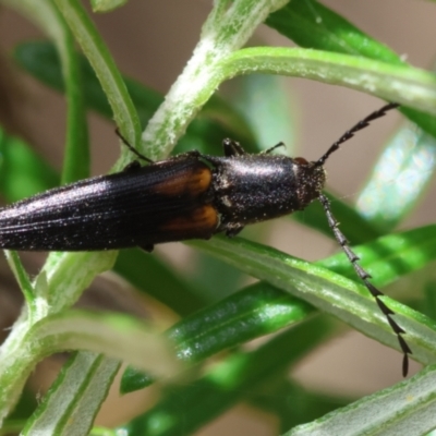 Elateridae (family) (Unidentified click beetle) at QPRC LGA - 19 Dec 2023 by LisaH