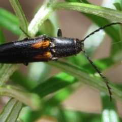 Elateridae sp. (family) at QPRC LGA - 19 Dec 2023