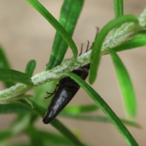 Elateridae sp. (family) at QPRC LGA - 19 Dec 2023