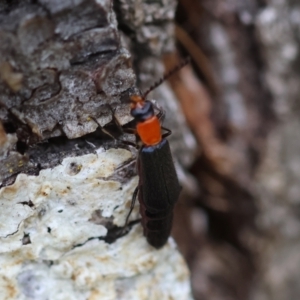 Chauliognathus tricolor at QPRC LGA - suppressed