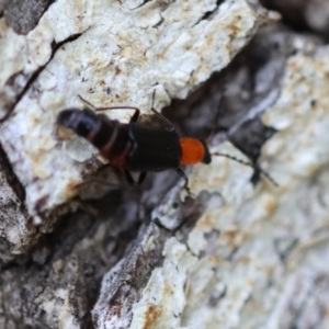 Chauliognathus tricolor at QPRC LGA - suppressed