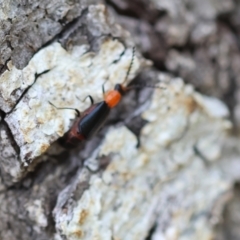 Chauliognathus tricolor at QPRC LGA - suppressed