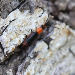 Chauliognathus tricolor at QPRC LGA - suppressed