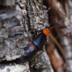 Chauliognathus tricolor at QPRC LGA - suppressed