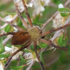 Neosparassus patellatus (Tasmanian Badge Huntsman) at Mongarlowe River - 19 Dec 2023 by LisaH