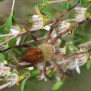 Neosparassus patellatus at QPRC LGA - 19 Dec 2023