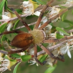 Neosparassus patellatus at QPRC LGA - 19 Dec 2023