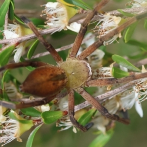 Neosparassus patellatus at QPRC LGA - 19 Dec 2023