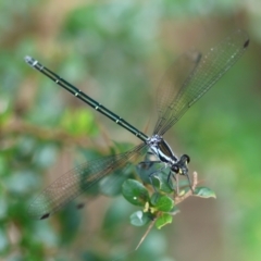 Austroargiolestes icteromelas (Common Flatwing) at Mongarlowe, NSW - 18 Dec 2023 by LisaH