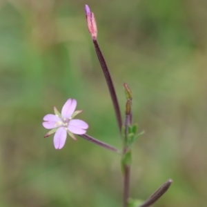 Epilobium billardiereanum subsp. hydrophilum at QPRC LGA - suppressed