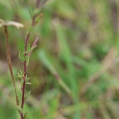 Epilobium billardiereanum subsp. hydrophilum at QPRC LGA - suppressed