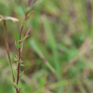 Epilobium billardiereanum subsp. hydrophilum at QPRC LGA - suppressed