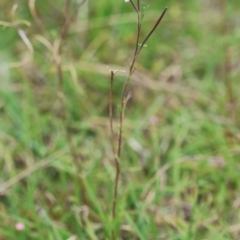 Epilobium billardiereanum subsp. hydrophilum at QPRC LGA - 19 Dec 2023