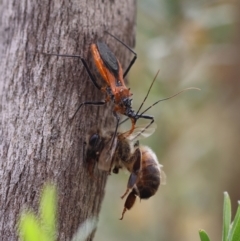 Gminatus australis (Orange assassin bug) at Mongarlowe River - 19 Dec 2023 by LisaH