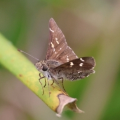 Pasma tasmanica (Two-spotted Grass-skipper) at QPRC LGA - 19 Dec 2023 by LisaH