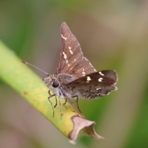 Pasma tasmanica at QPRC LGA - 19 Dec 2023