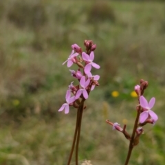 Stylidium sp. (Trigger Plant) at Rendezvous Creek, ACT - 19 Dec 2023 by brettguy80