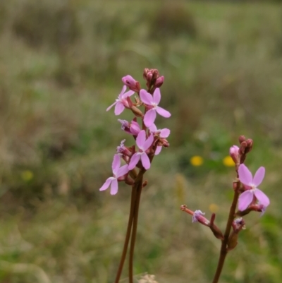 Stylidium sp. (Trigger Plant) at Rendezvous Creek, ACT - 19 Dec 2023 by brettguy80