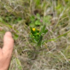 Senecio nigrapicus (Black-Tip Fireweed) at Namadgi National Park - 18 Dec 2023 by Wildlifewarrior80