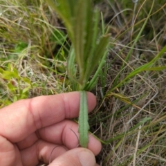 Senecio nigrapicus at Namadgi National Park - 19 Dec 2023