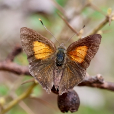 Paralucia pyrodiscus (Fiery Copper) at Mongarlowe River - 19 Dec 2023 by LisaH