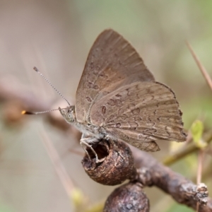 Paralucia pyrodiscus at QPRC LGA - suppressed