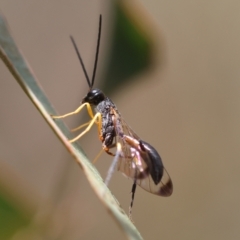 Ichneumonoidea (Superfamily) (A species of parasitic wasp) at Mongarlowe, NSW - 19 Dec 2023 by LisaH