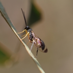 Ichneumonoidea (Superfamily) at QPRC LGA - suppressed