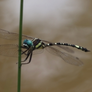 Parasynthemis regina at QPRC LGA - 19 Dec 2023