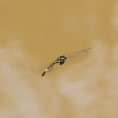 Parasynthemis regina at QPRC LGA - suppressed