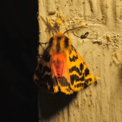 Ardices curvata (Crimson Tiger Moth) at Captains Flat, NSW - 19 Dec 2023 by Csteele4