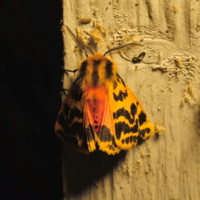 Ardices curvata (Crimson Tiger Moth) at Captains Flat, NSW - 19 Dec 2023 by Csteele4