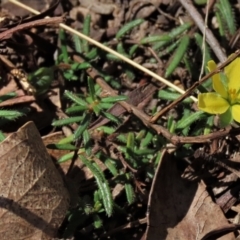 Hibbertia riparia at Tinderry Mountains - 18 Nov 2023 by AndyRoo