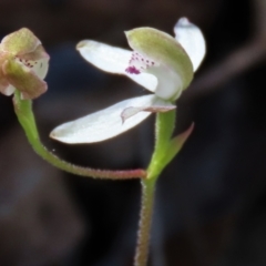 Caladenia moschata (Musky Caps) at Tinderry Mountains - 18 Nov 2023 by AndyRoo