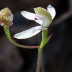 Caladenia moschata at Tinderry Mountains - 18 Nov 2023