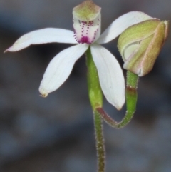 Caladenia moschata at Tinderry Mountains - 18 Nov 2023