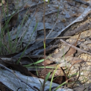 Caladenia moschata at Tinderry Mountains - 18 Nov 2023