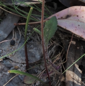 Caladenia moschata at Tinderry Mountains - 18 Nov 2023