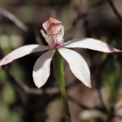 Caladenia moschata (Musky Caps) at Tinderry, NSW - 18 Nov 2023 by AndyRoo