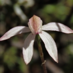 Caladenia moschata at Tinderry Mountains - 18 Nov 2023