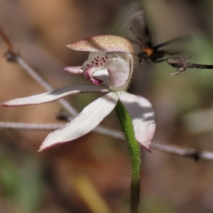 Caladenia moschata at Tinderry Mountains - 18 Nov 2023